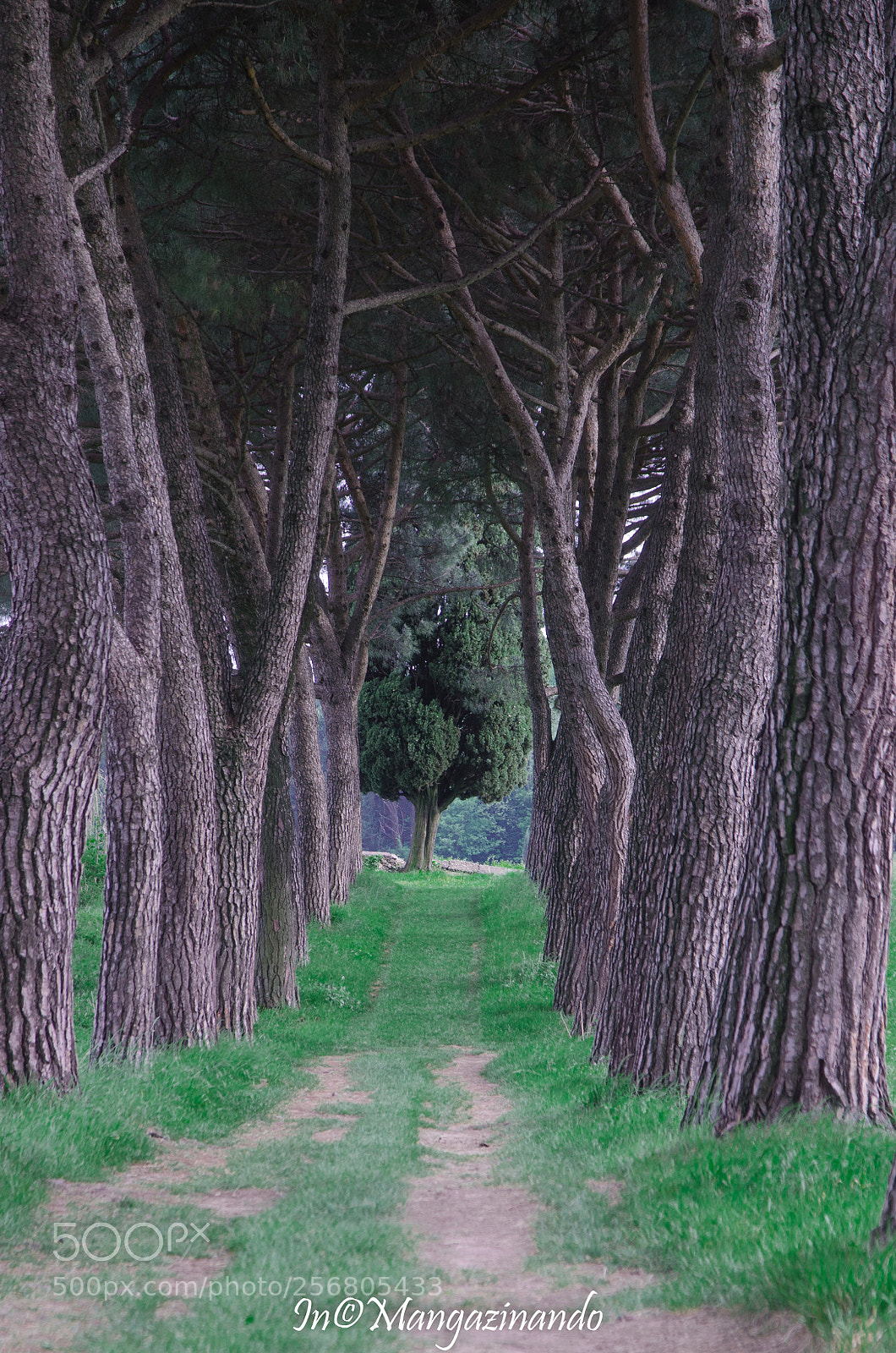 Nikon D5100 sample photo. Pomellasca como photography