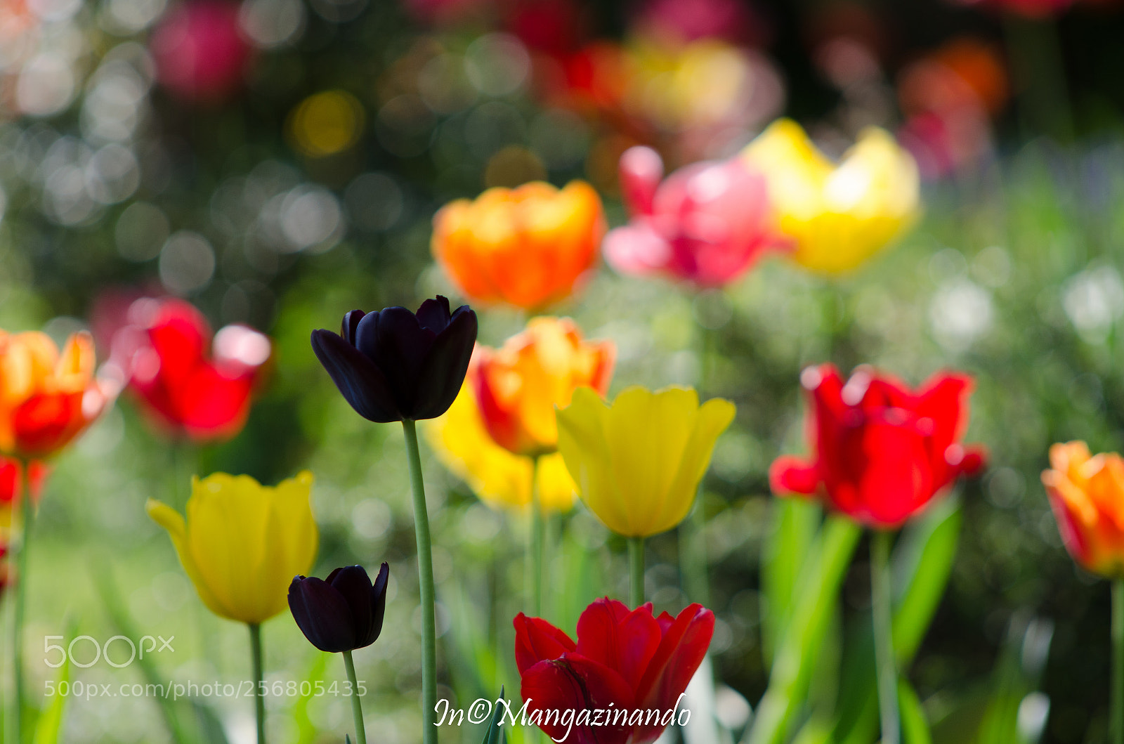 Nikon D5100 sample photo. Tulipani montevecchia photography