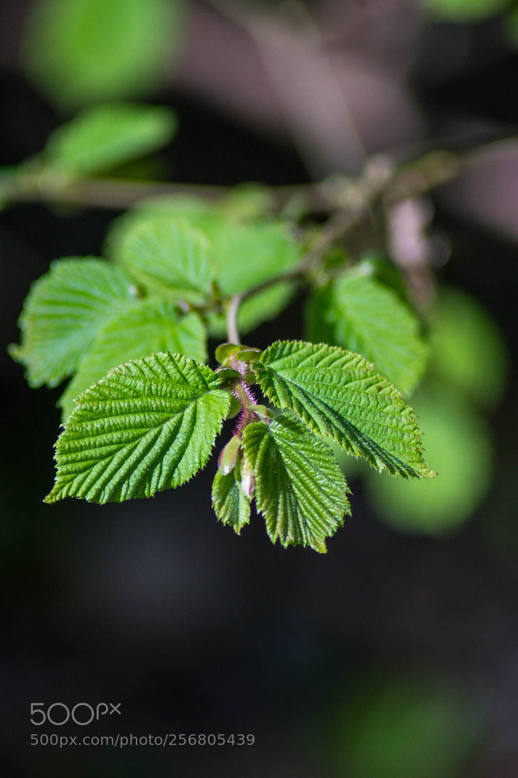 Nikon D3200 sample photo. Green leaf photography