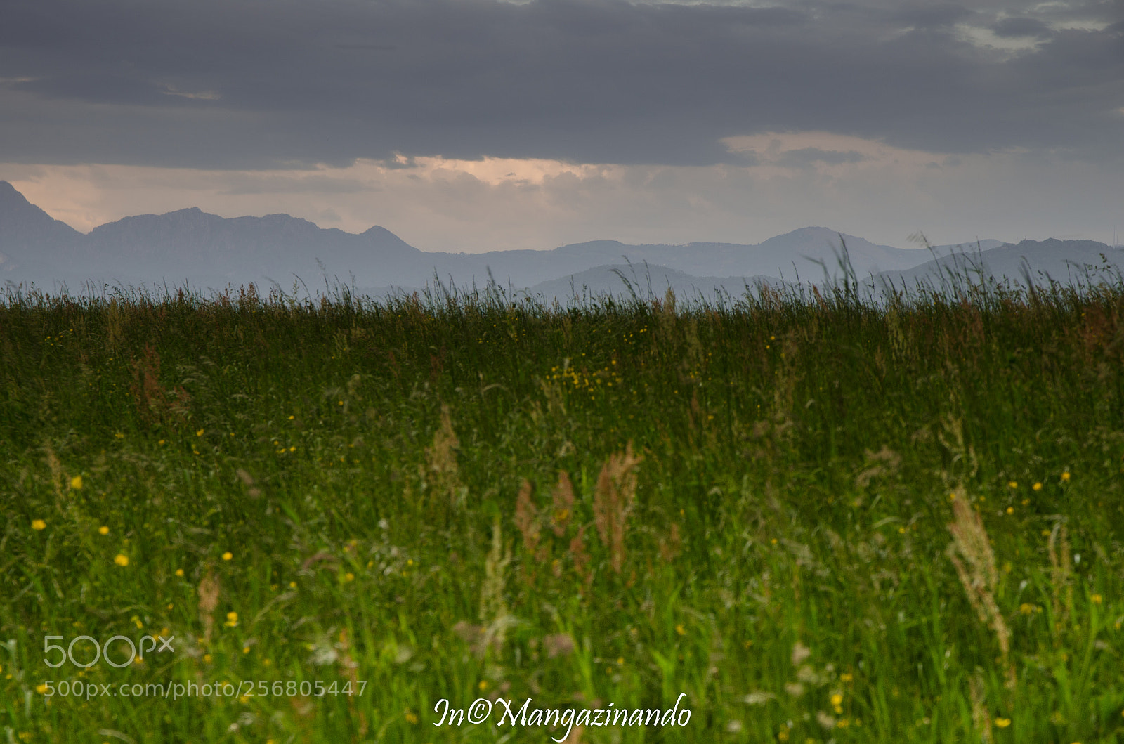 Nikon D5100 sample photo. Pomellasca como photography