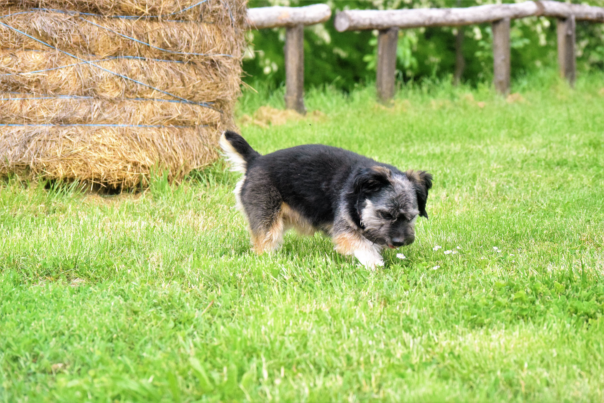 Nikon D3300 sample photo. Fifi photography