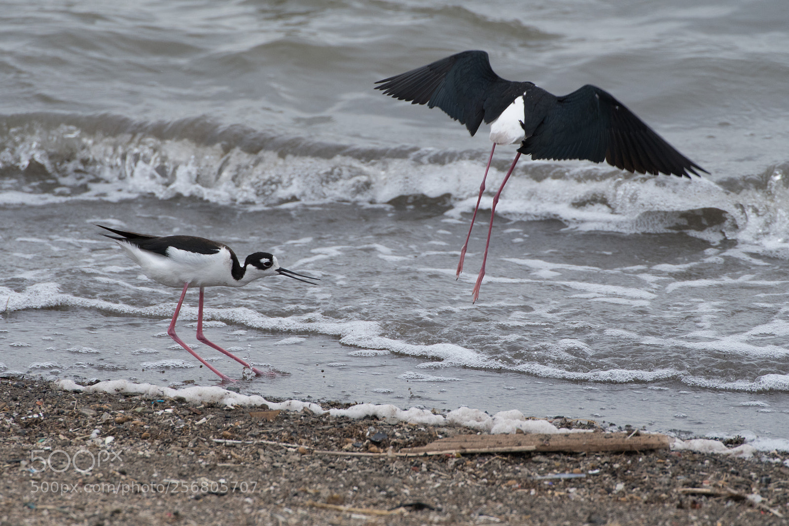 Nikon D500 sample photo. Bully bird photography