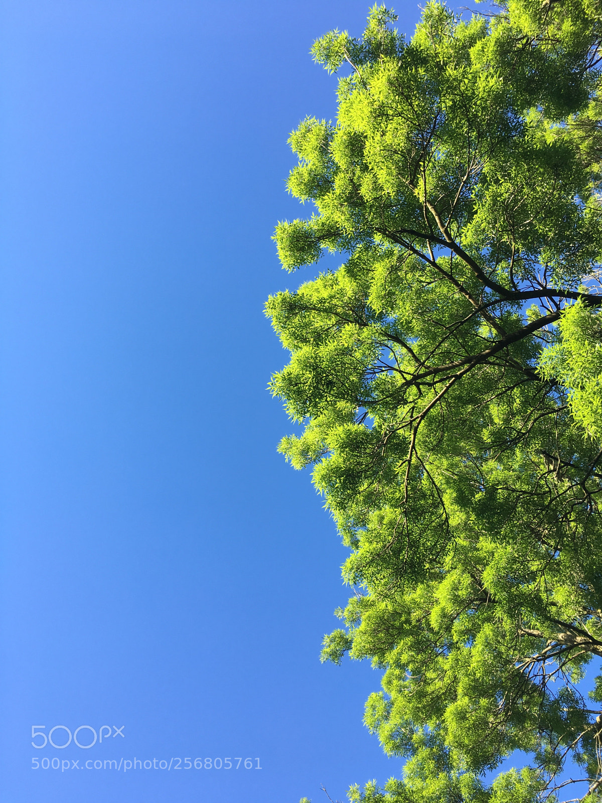 Apple iPhone 6s sample photo. Fave colours.  photography