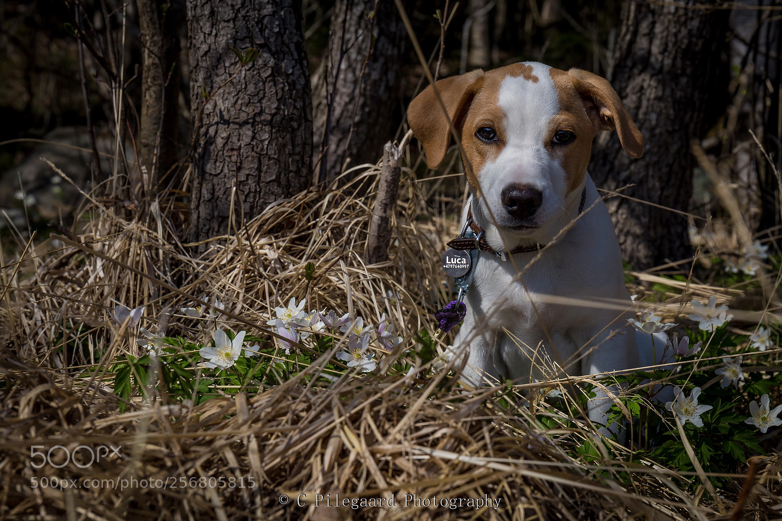 Canon EOS 6D sample photo. Untitled photography