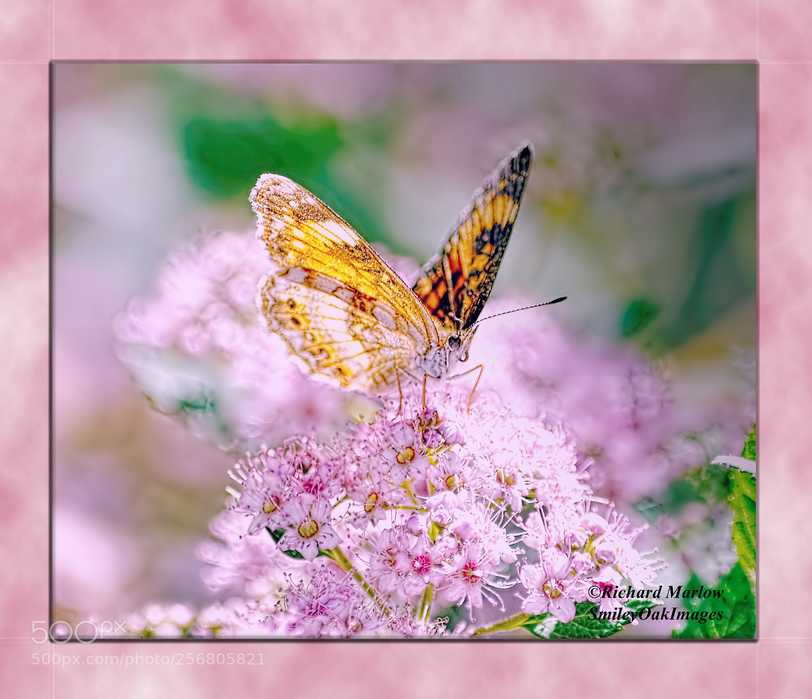 Nikon D5000 sample photo. Pink blooms and butterfly photography