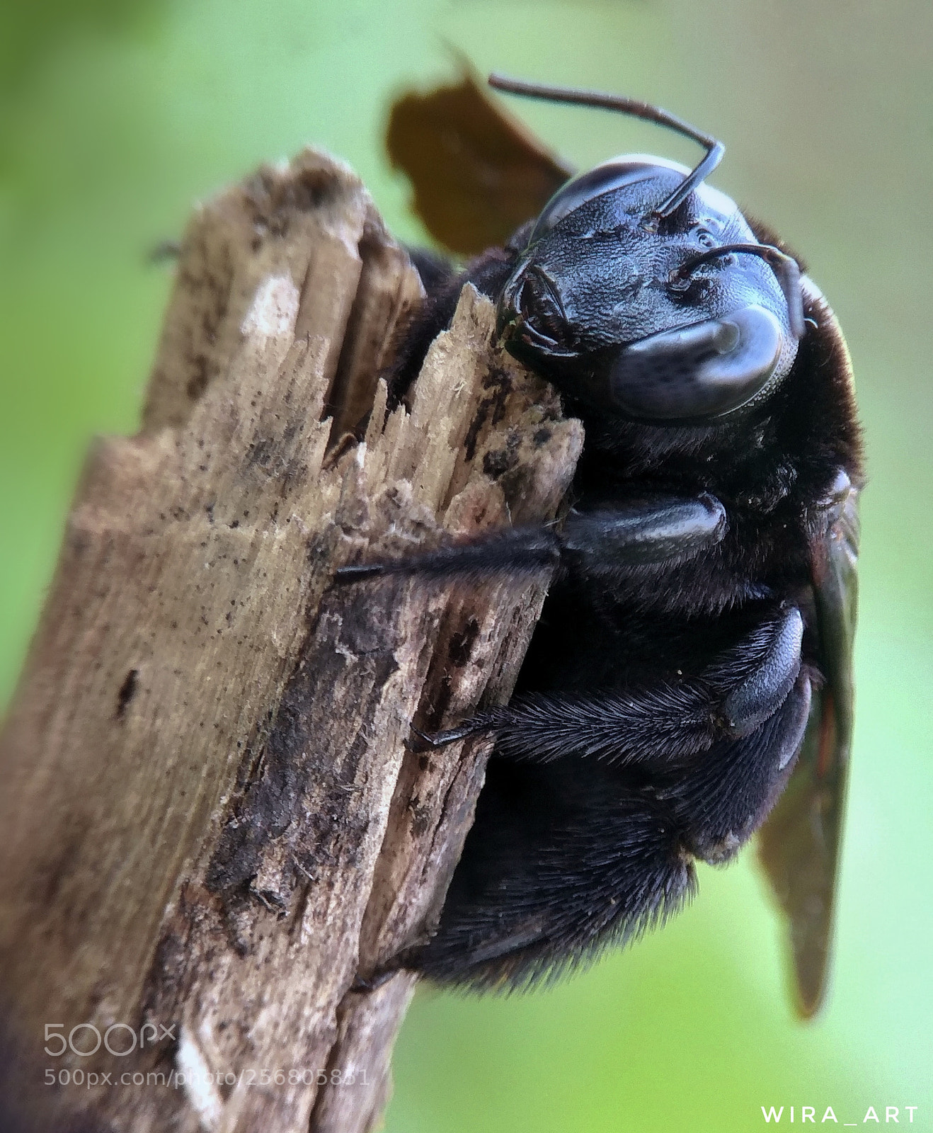 Xiaomi Redmi Note 4 sample photo. Bee photography