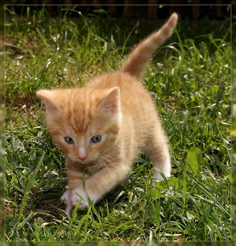Sony Alpha DSLR-A300 sample photo. Hunting little cat photography