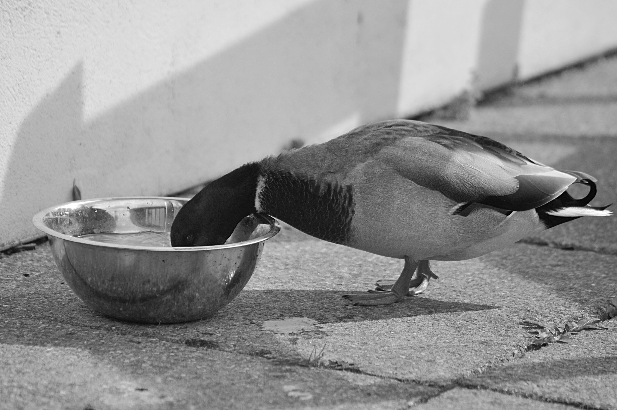 Sigma 70-300mm F4-5.6 APO DG Macro sample photo. 18/09/2016 thirsty work - stithians photography