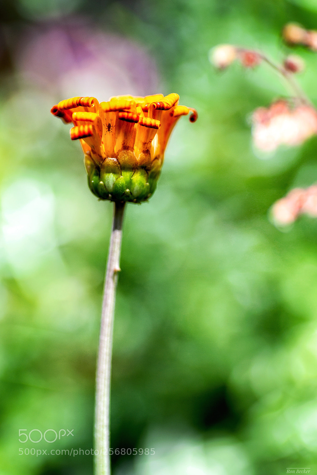 Nikon D750 sample photo. True beauty resides beyond photography