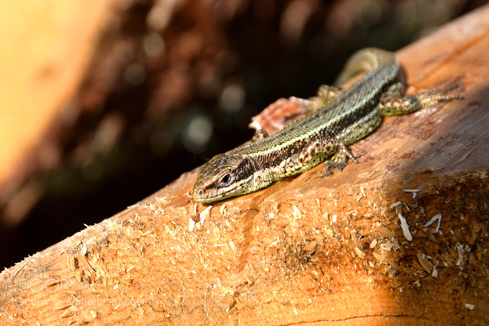 Nikon D3100 sample photo. Lizard photography