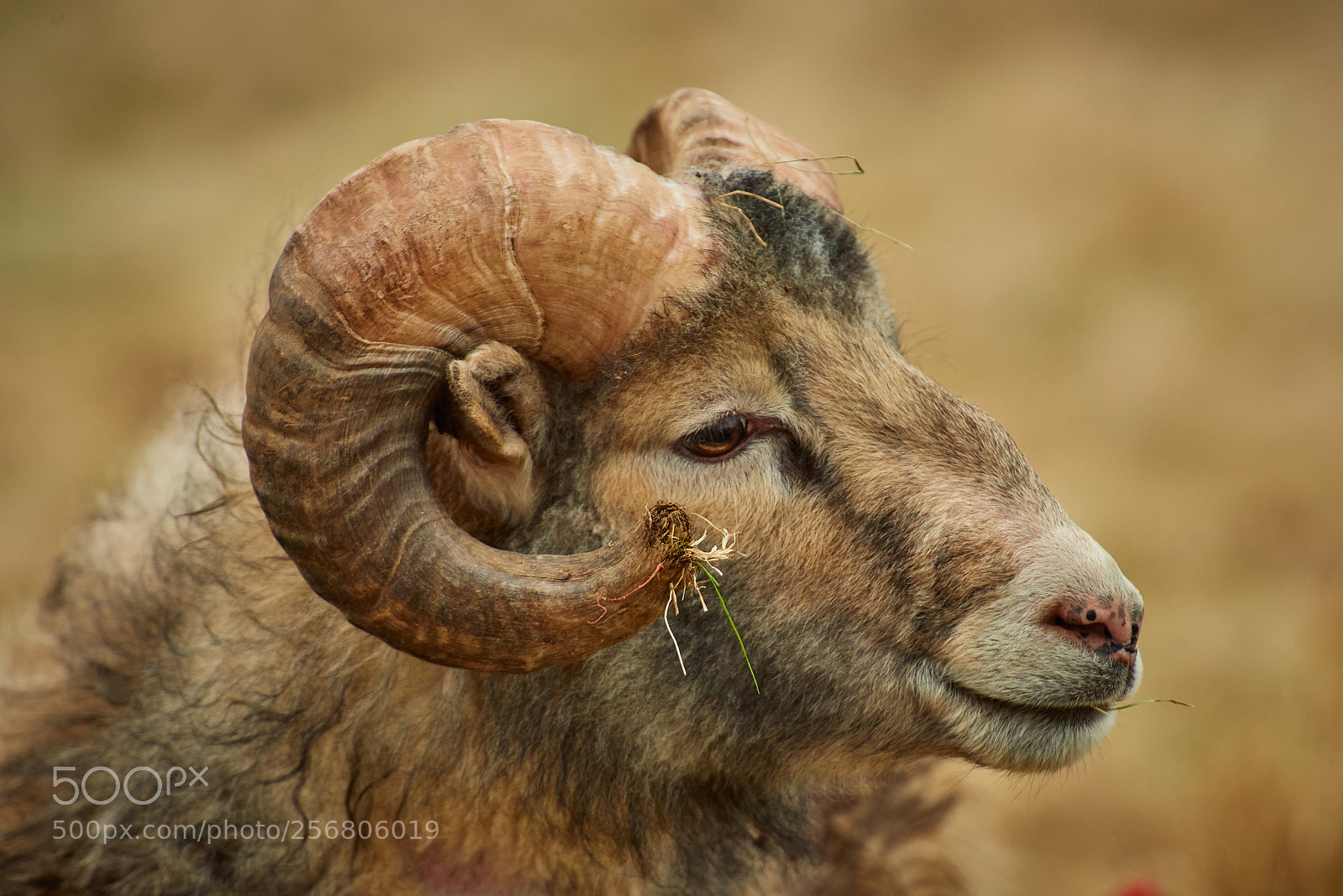 Nikon D810 sample photo. Ram photography
