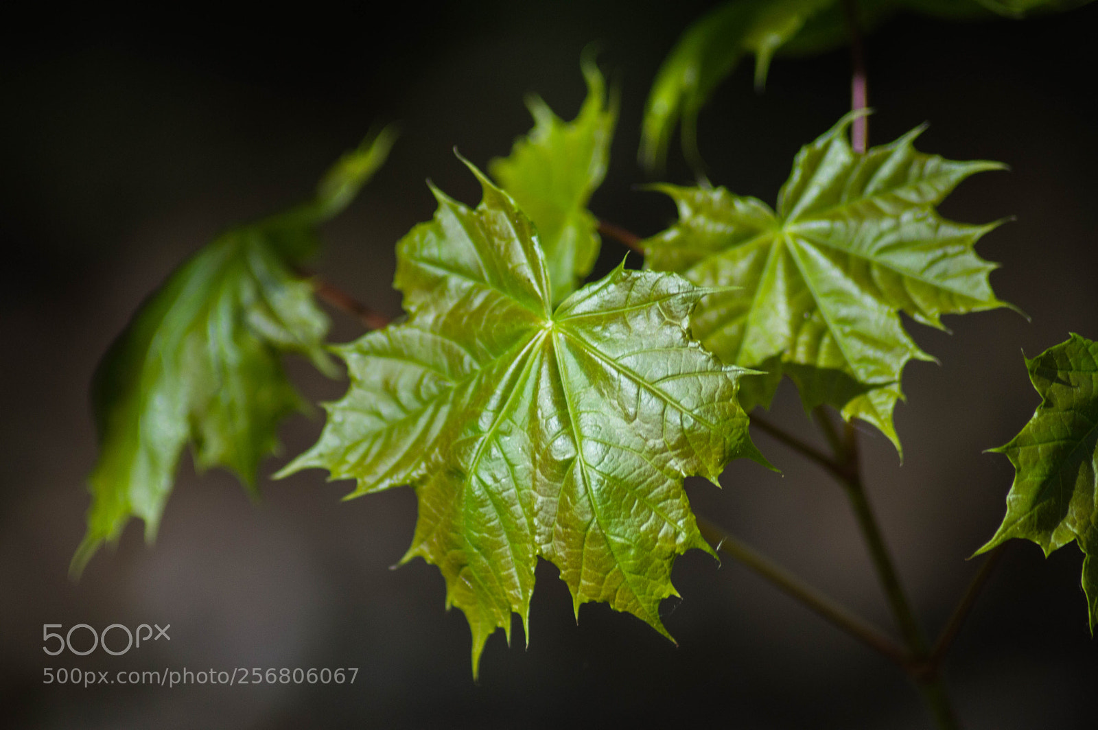 Nikon D3200 sample photo. Soft green leaf photography