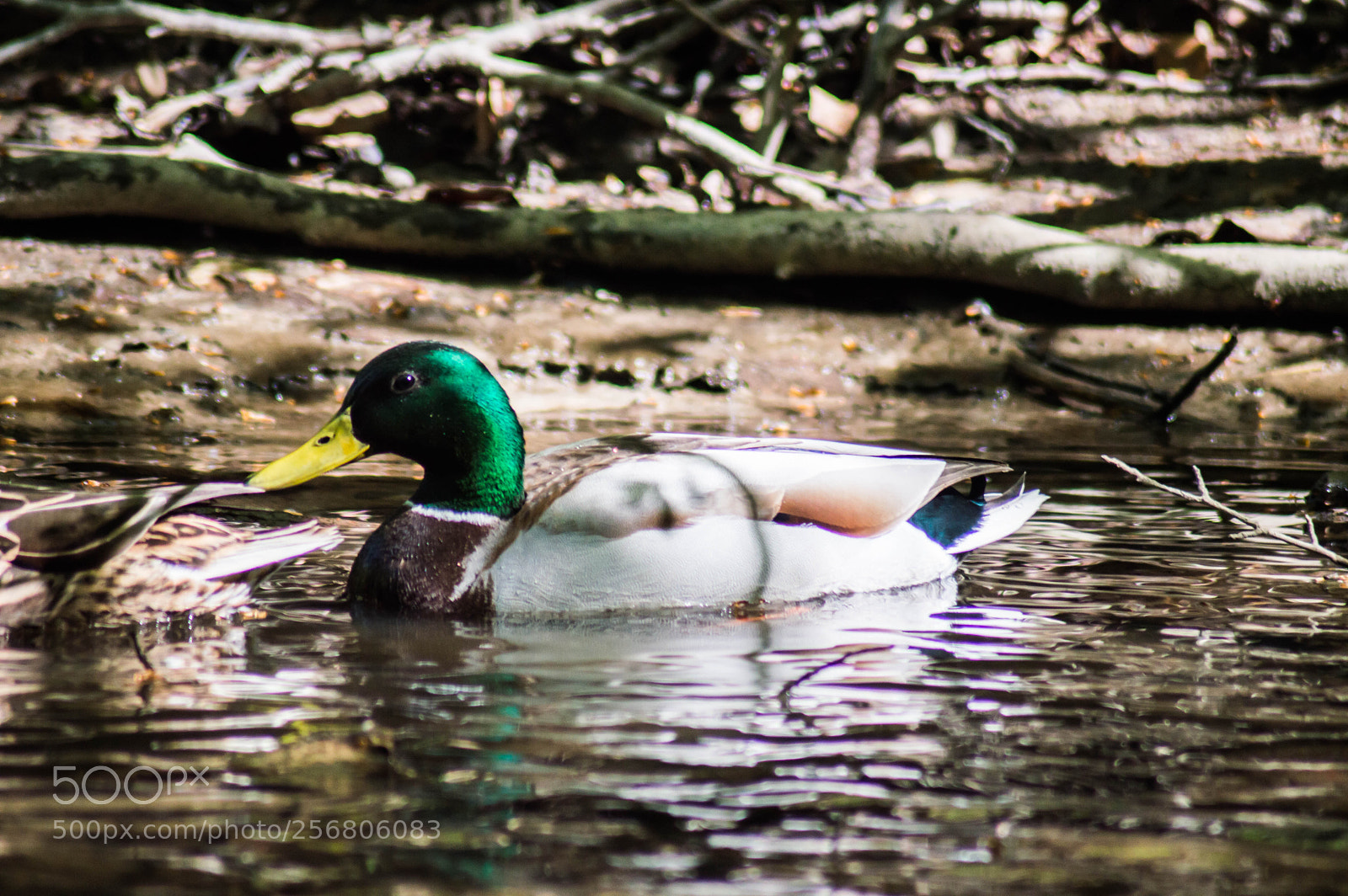Nikon D3200 sample photo. Little duck in the photography