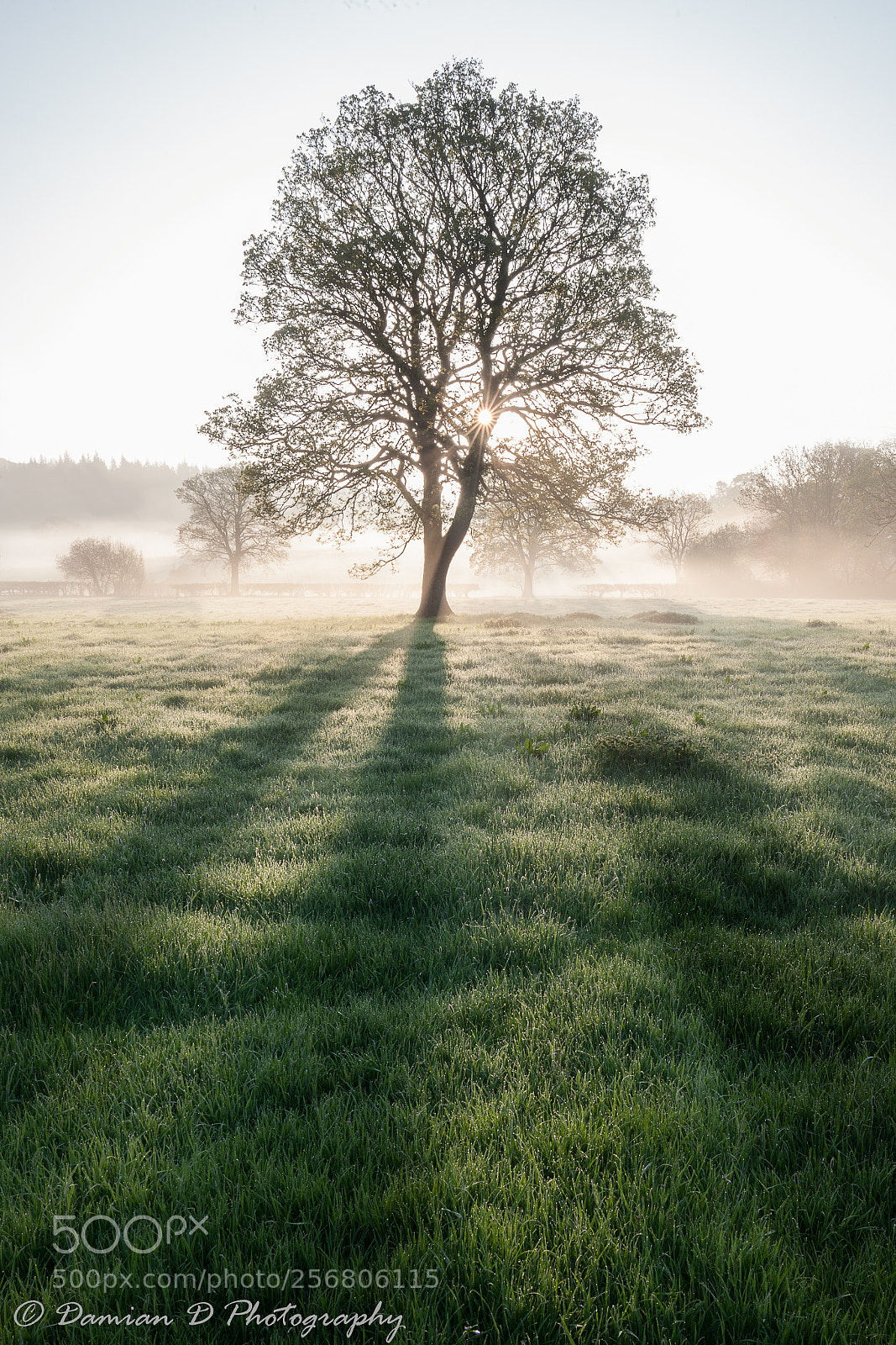Canon EOS 5D Mark II sample photo. Tree photography