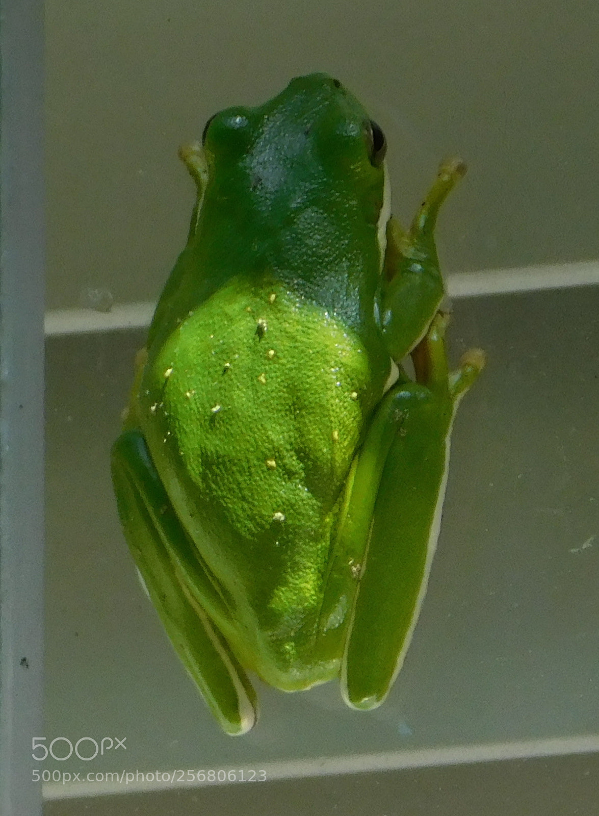 Nikon Coolpix B500 sample photo. Greenfrog photography