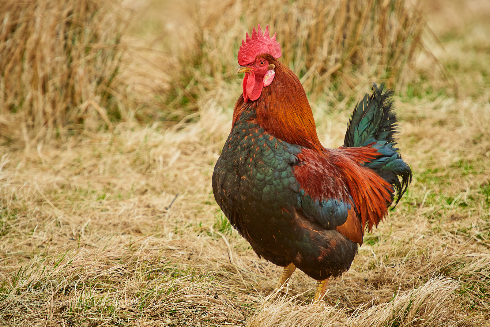 Nikon D810 sample photo. Rooster in a field photography