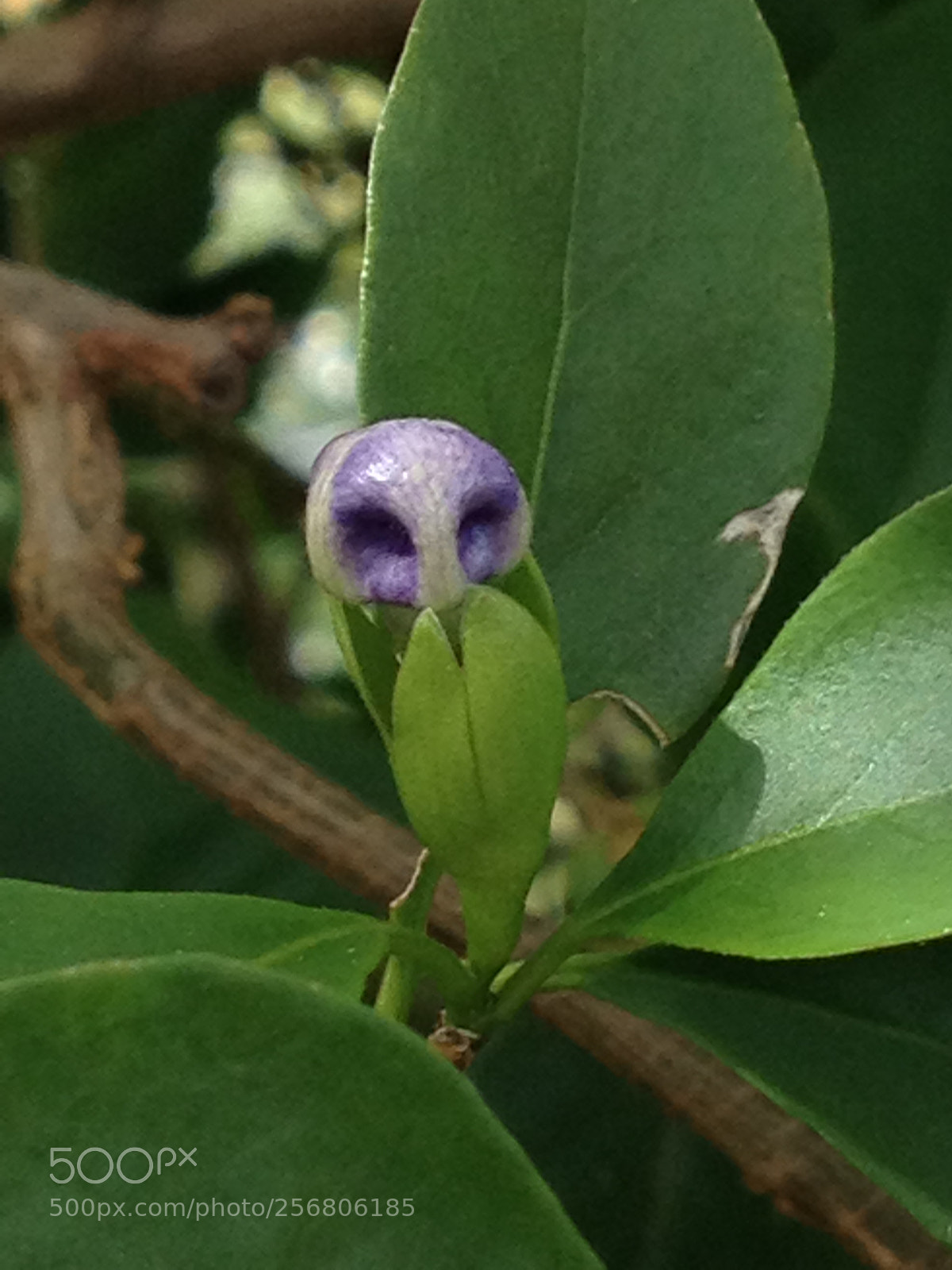 Apple iPhone 4S sample photo. Ginger alien photography