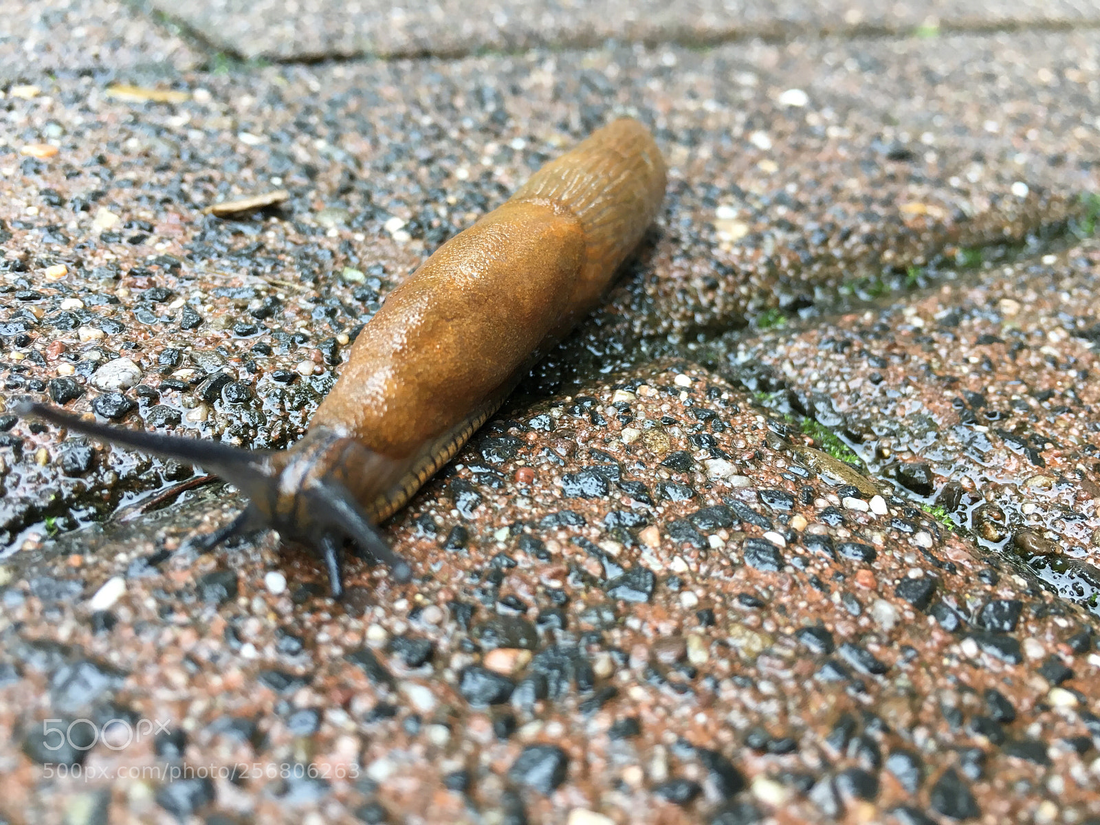 Apple iPhone 6s sample photo. Nacktschnecke photography