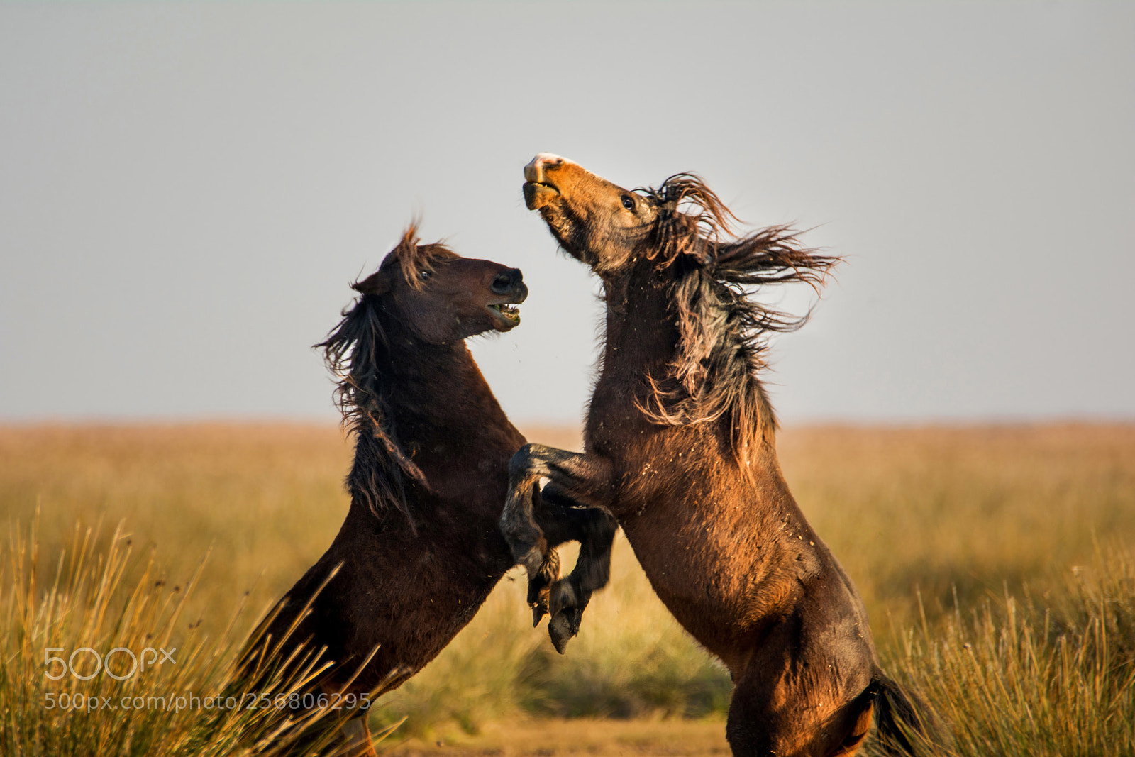 Nikon D7100 sample photo. Wİld horses photography