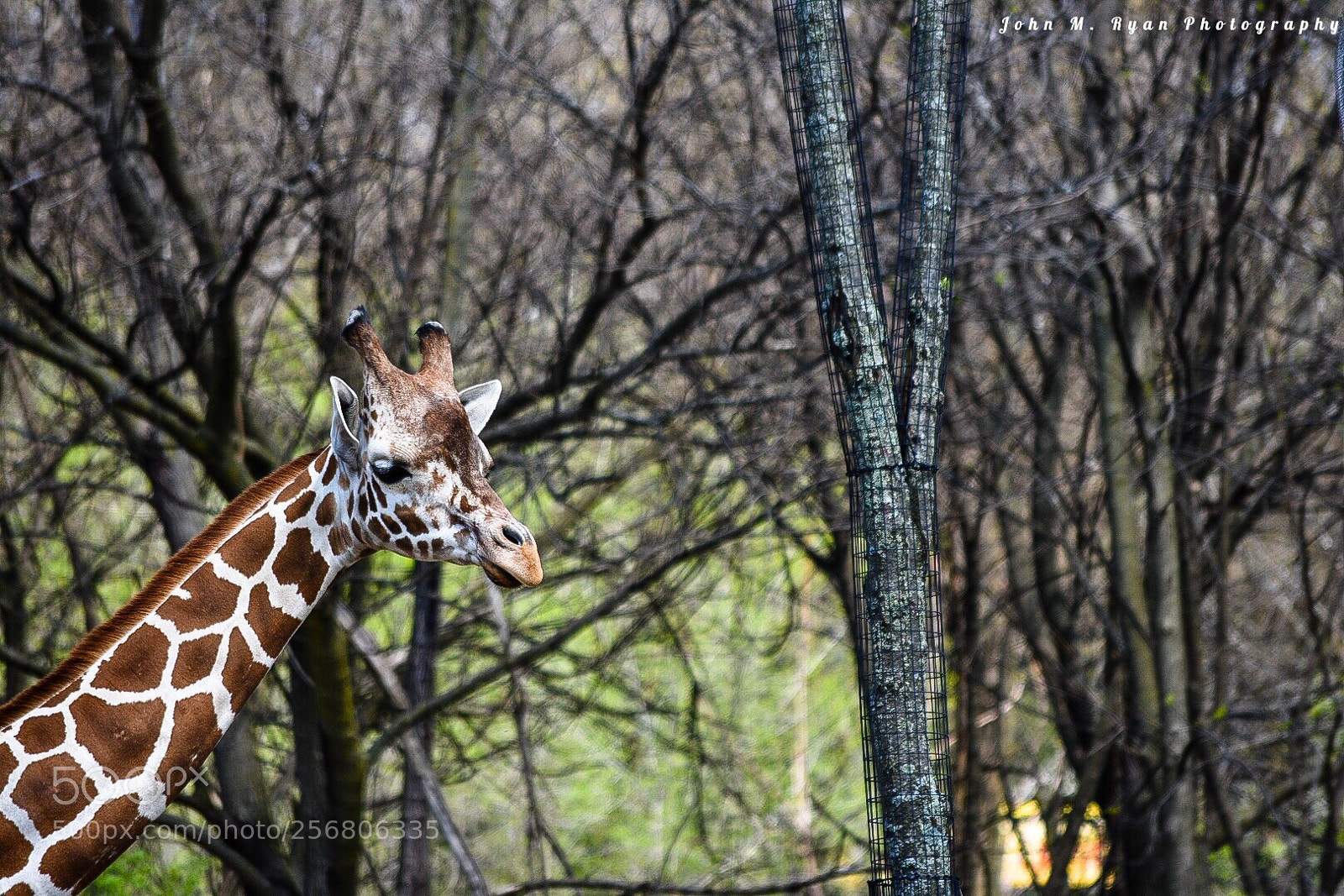 Nikon D3400 sample photo. Untitled photography