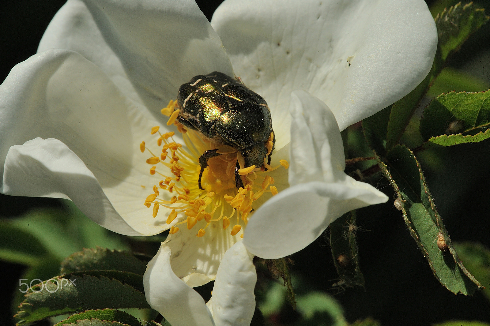 Nikon AF-S Micro-Nikkor 105mm F2.8G IF-ED VR sample photo. Flower chafer photography