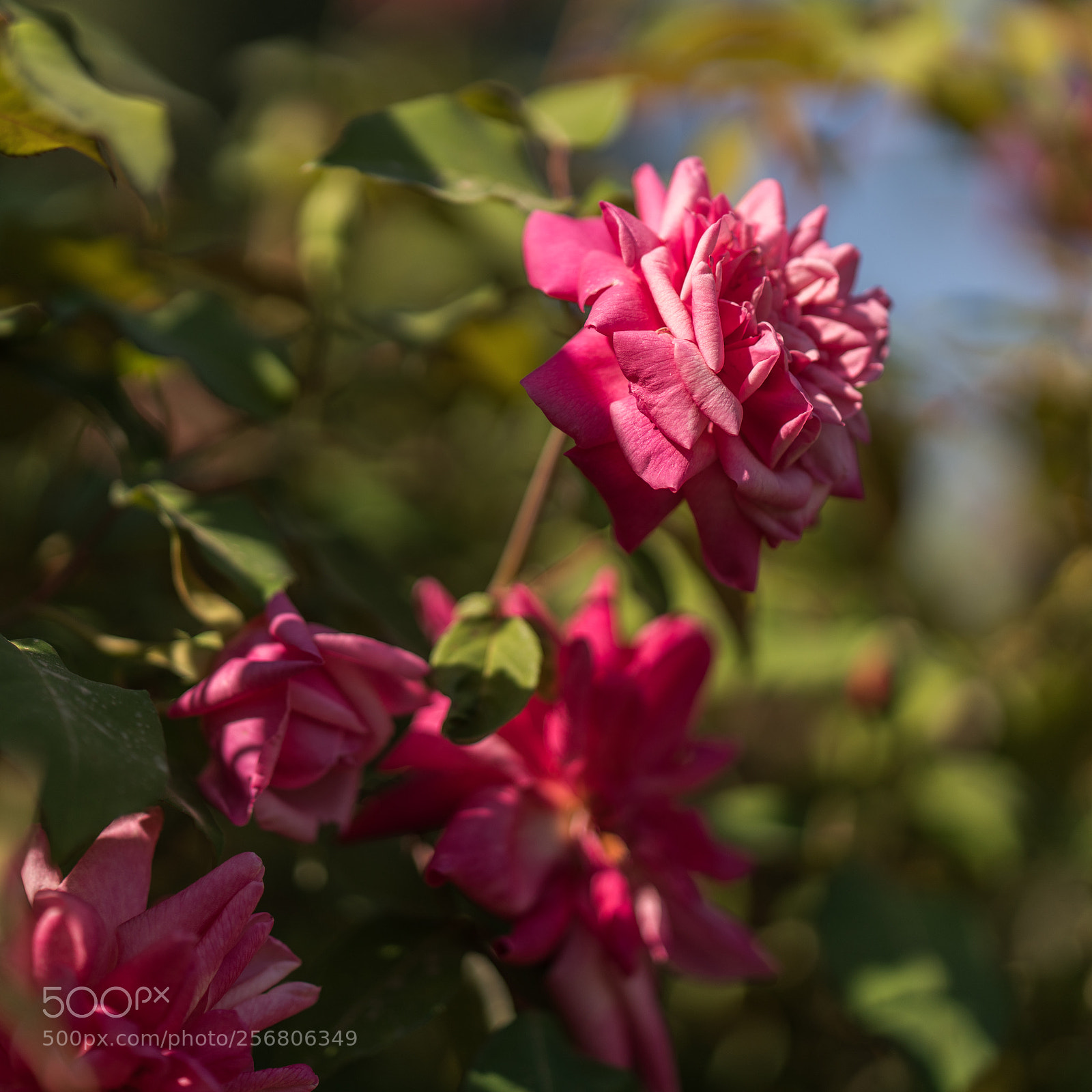 Sony a7R II sample photo. Rose - 2 photography