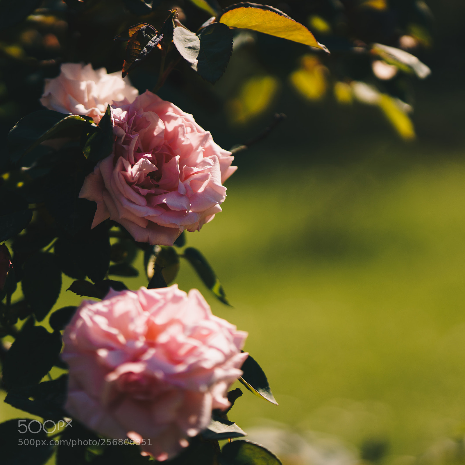 Sony a7R II sample photo. Rose - 1 photography