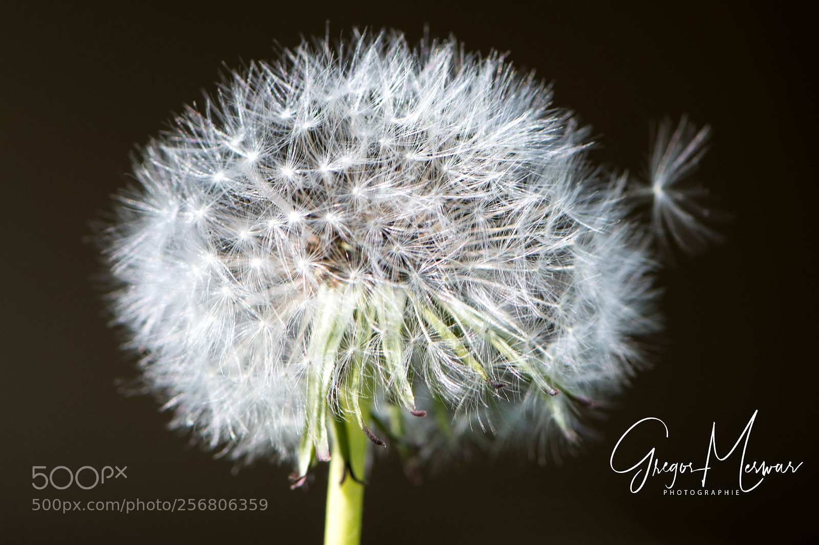 Nikon D500 sample photo. Untitled photography