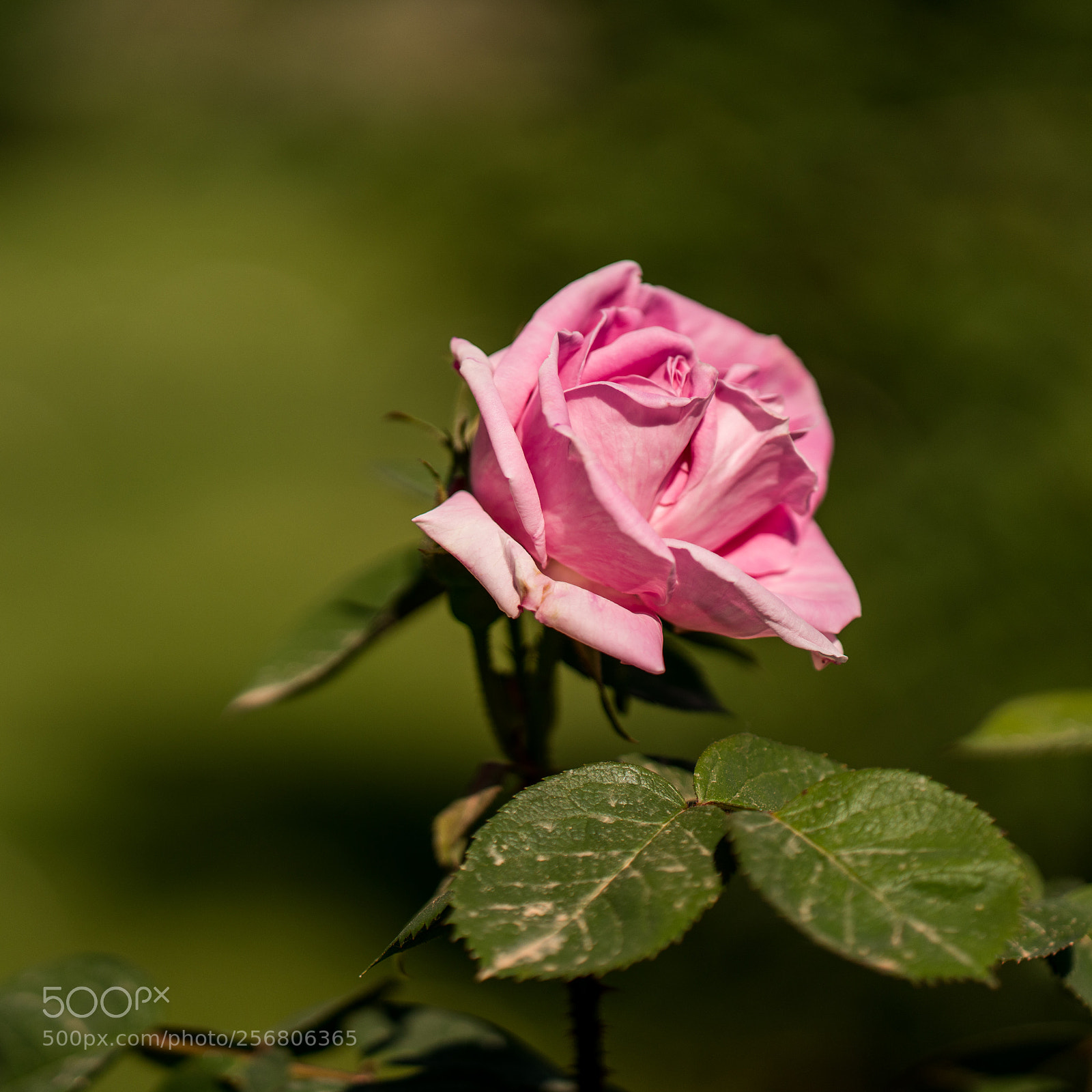 Sony a7R II sample photo. Rose - 3 photography