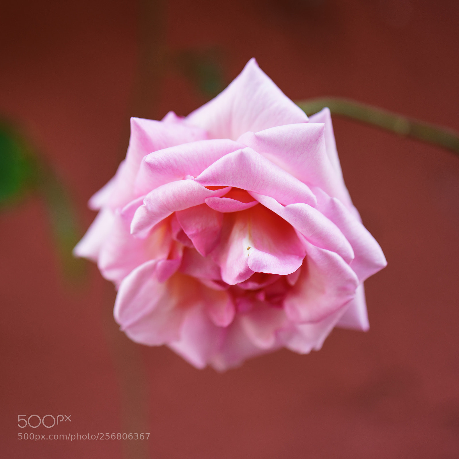 Sony a7R II sample photo. Rose - 4 photography