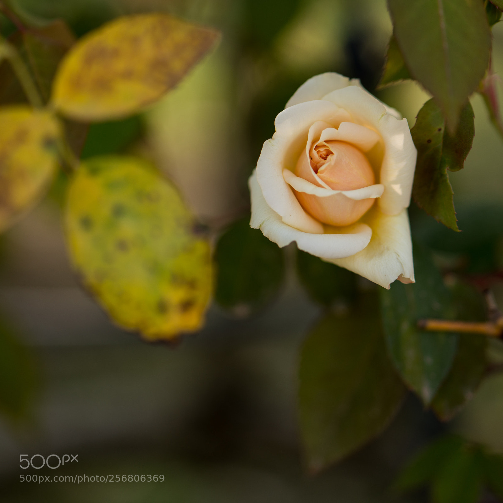 Sony a7R II sample photo. Rose - 5 photography