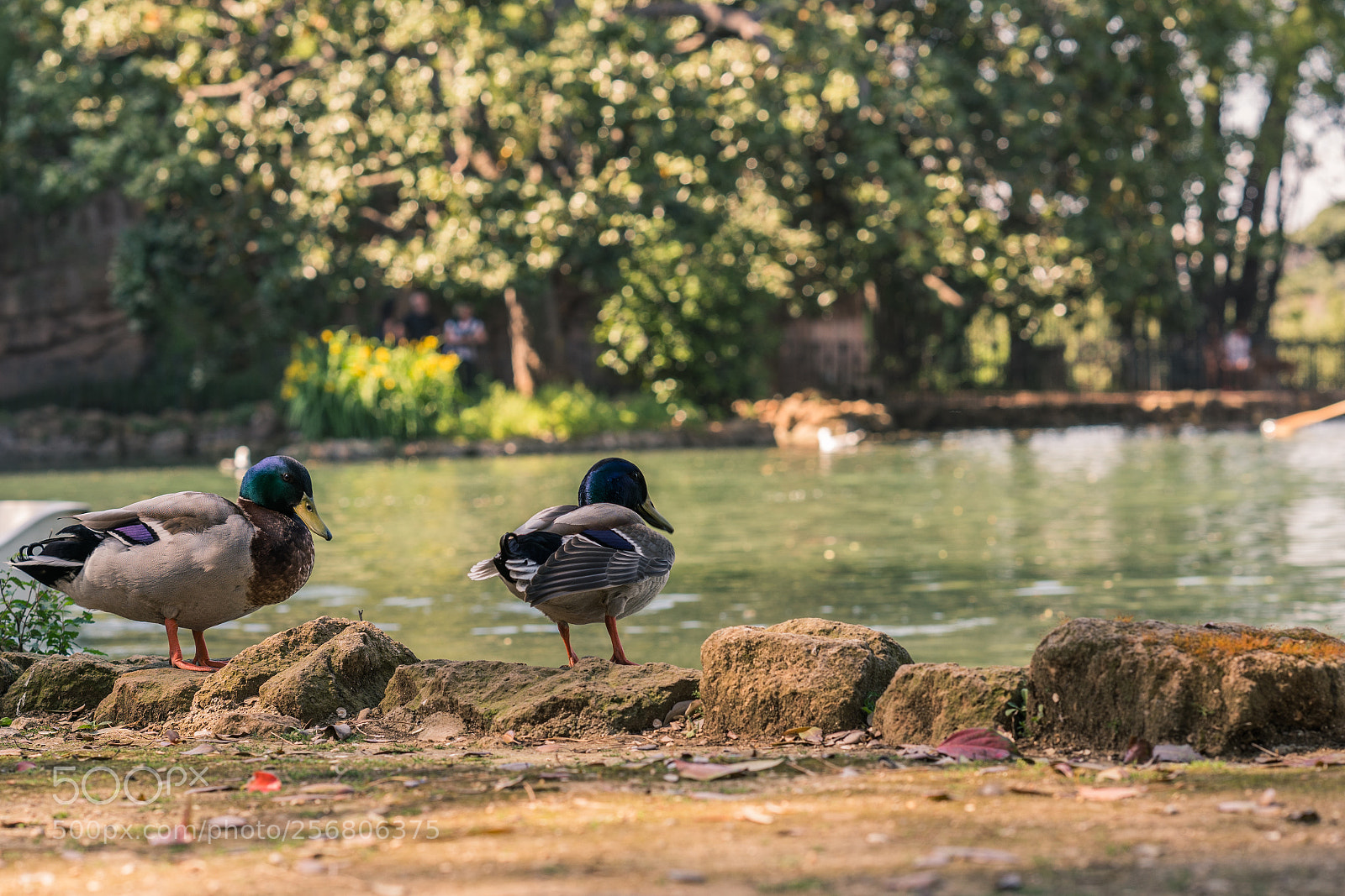 Sony a7R II sample photo. Quackity quack photography