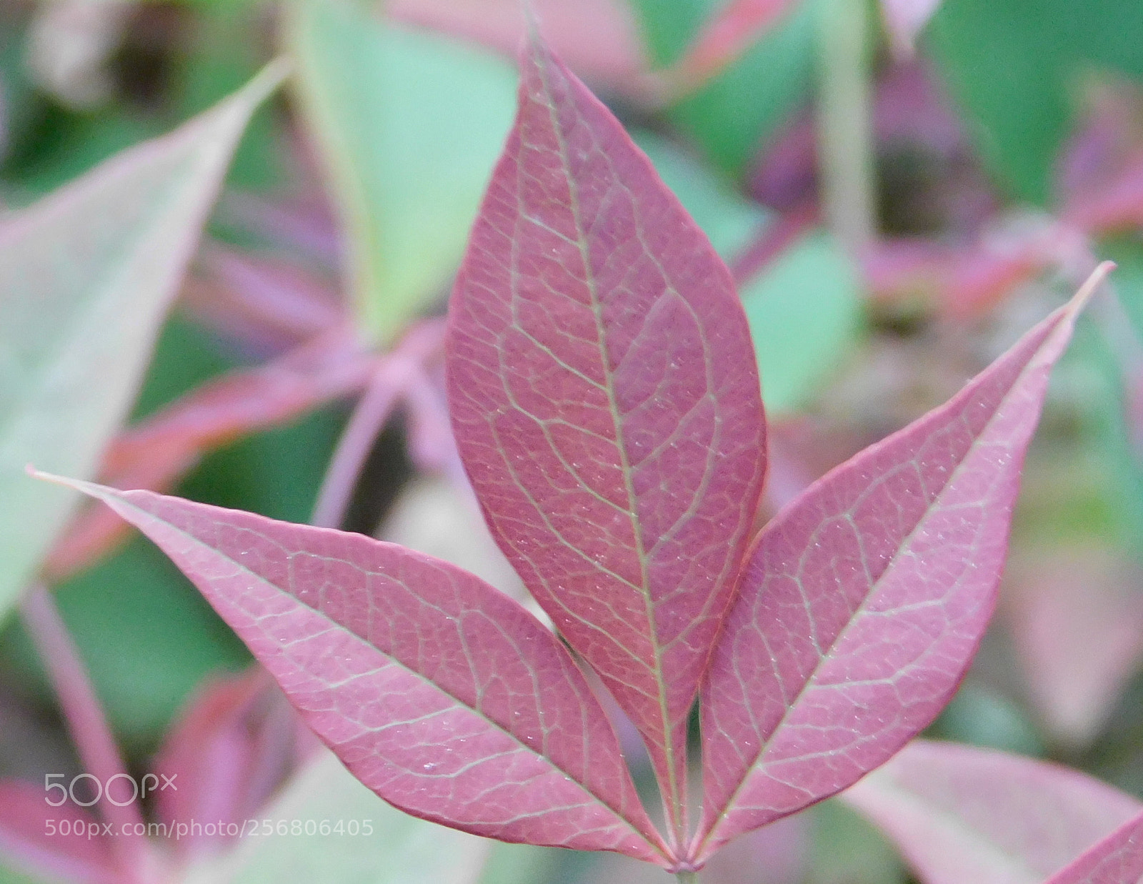 Nikon Coolpix B500 sample photo. Nandinaleaf photography