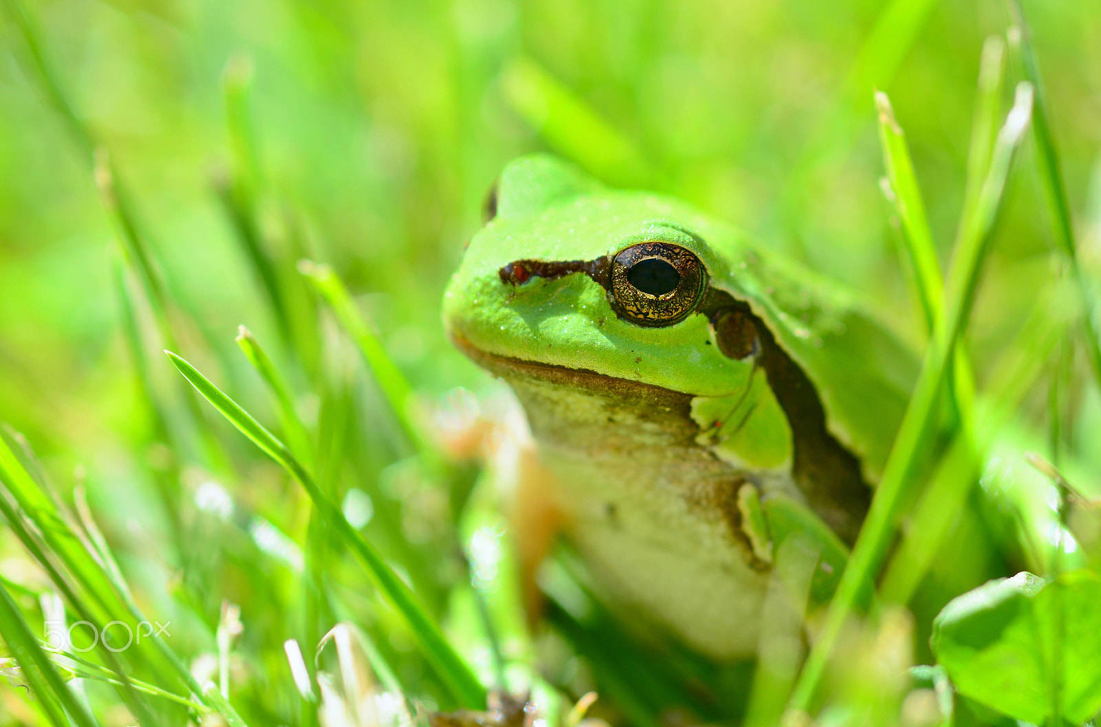 Nikon AF Micro-Nikkor 60mm F2.8D sample photo. Green european tree frog photography