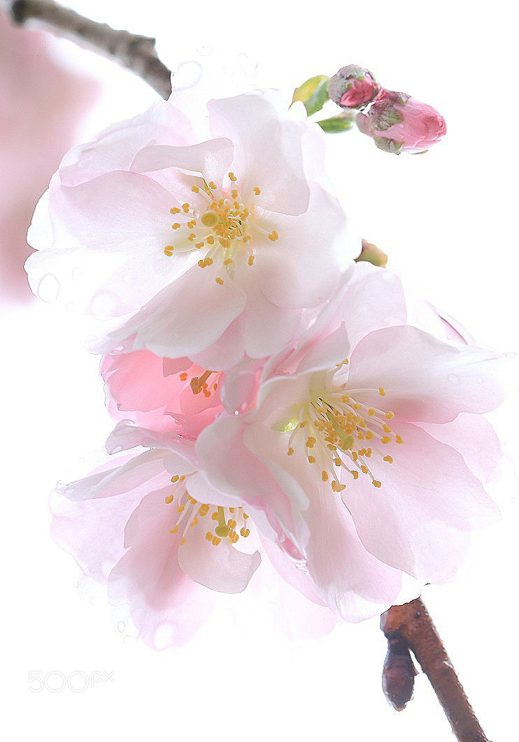 Canon EOS 6D sample photo. 娇媚如斯 photography