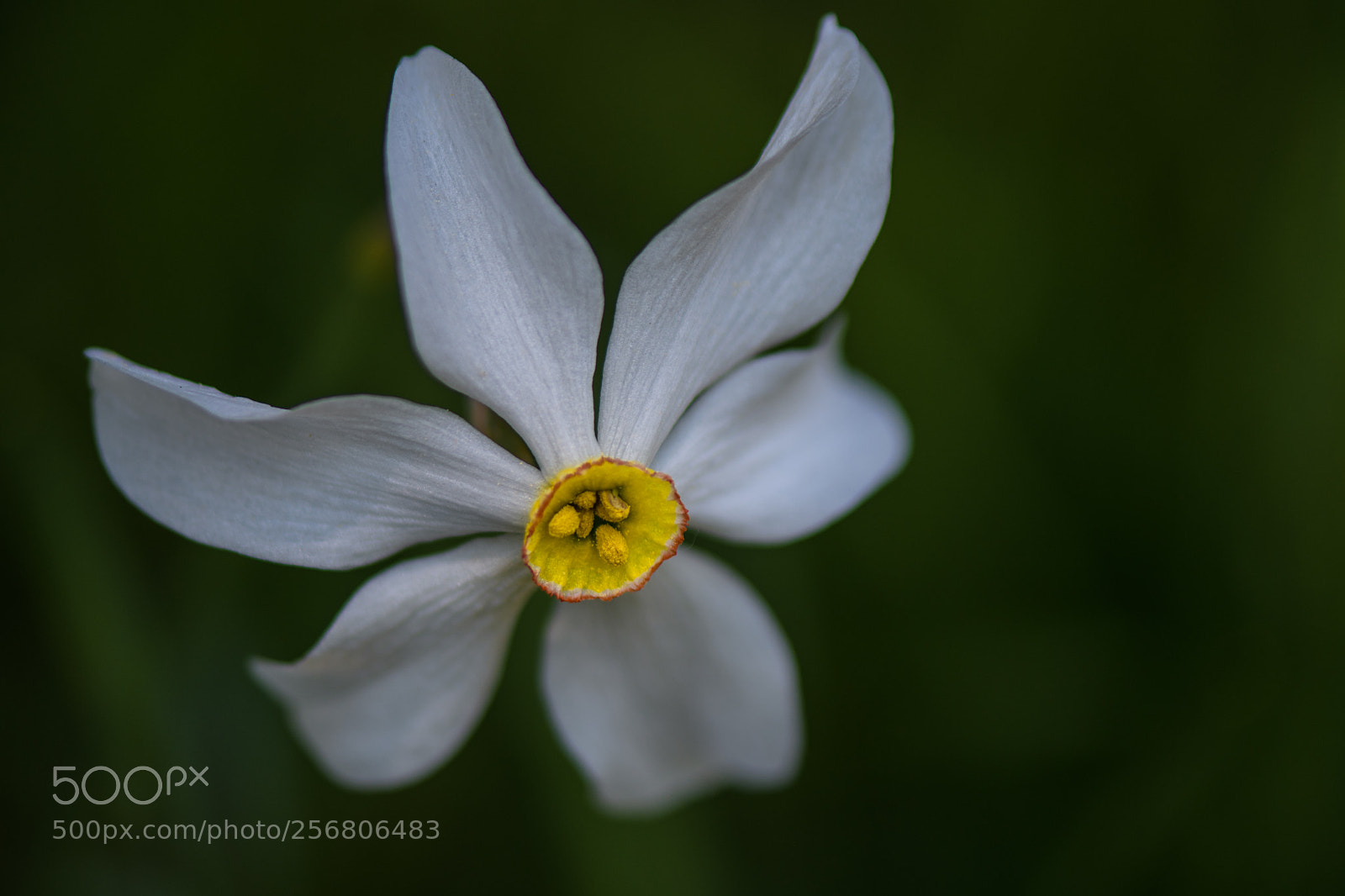 Nikon D7500 sample photo. Wilde narzisse photography