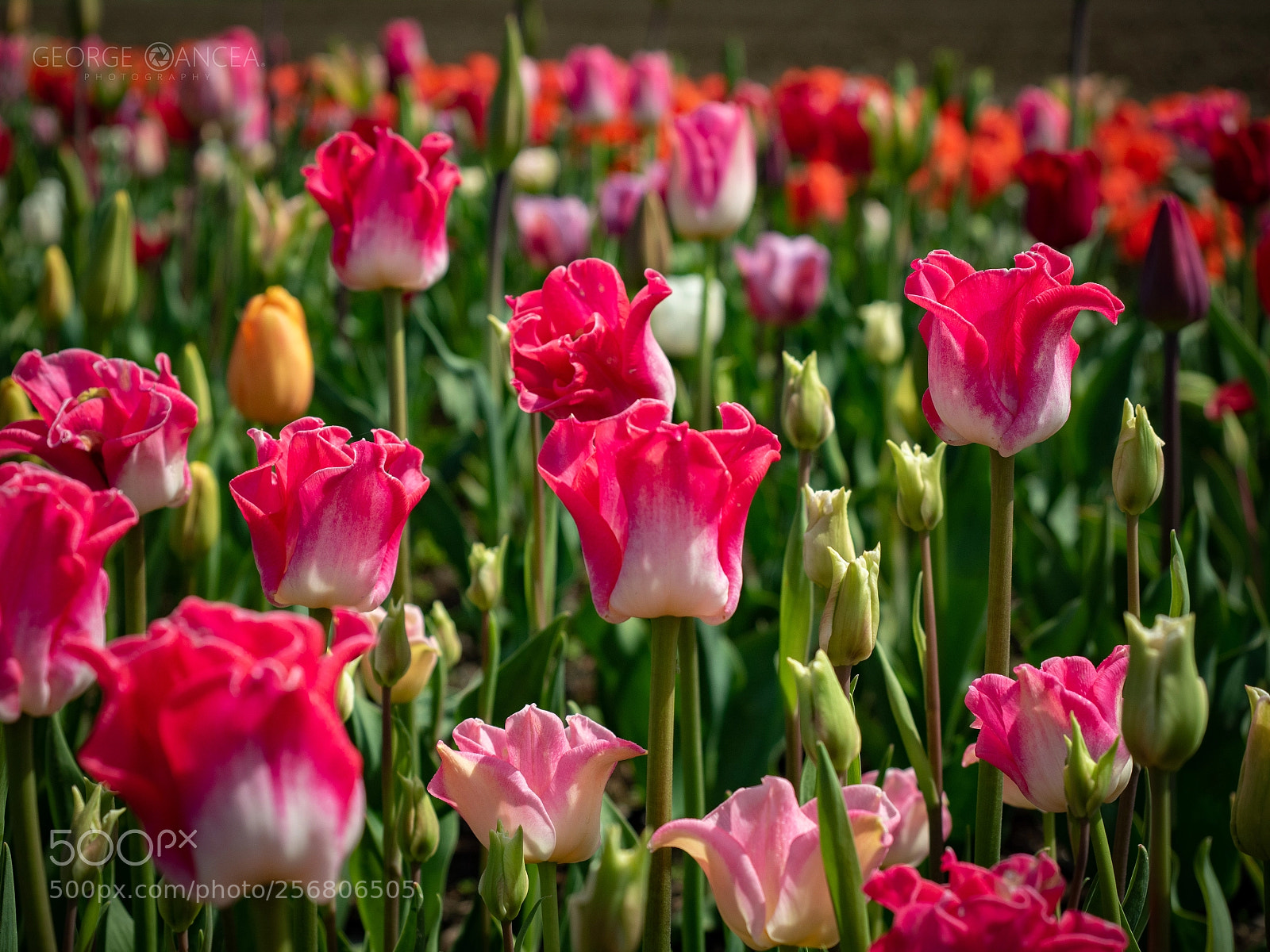 Olympus OM-D E-M5 II sample photo. Tulip festival photography