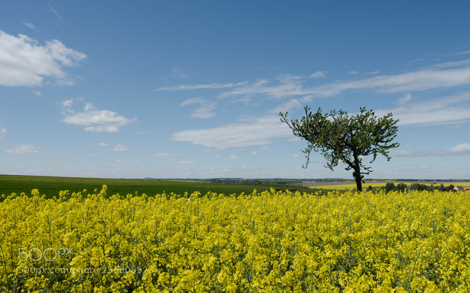 Fujifilm X-Pro2 sample photo. Rapsfeld photography