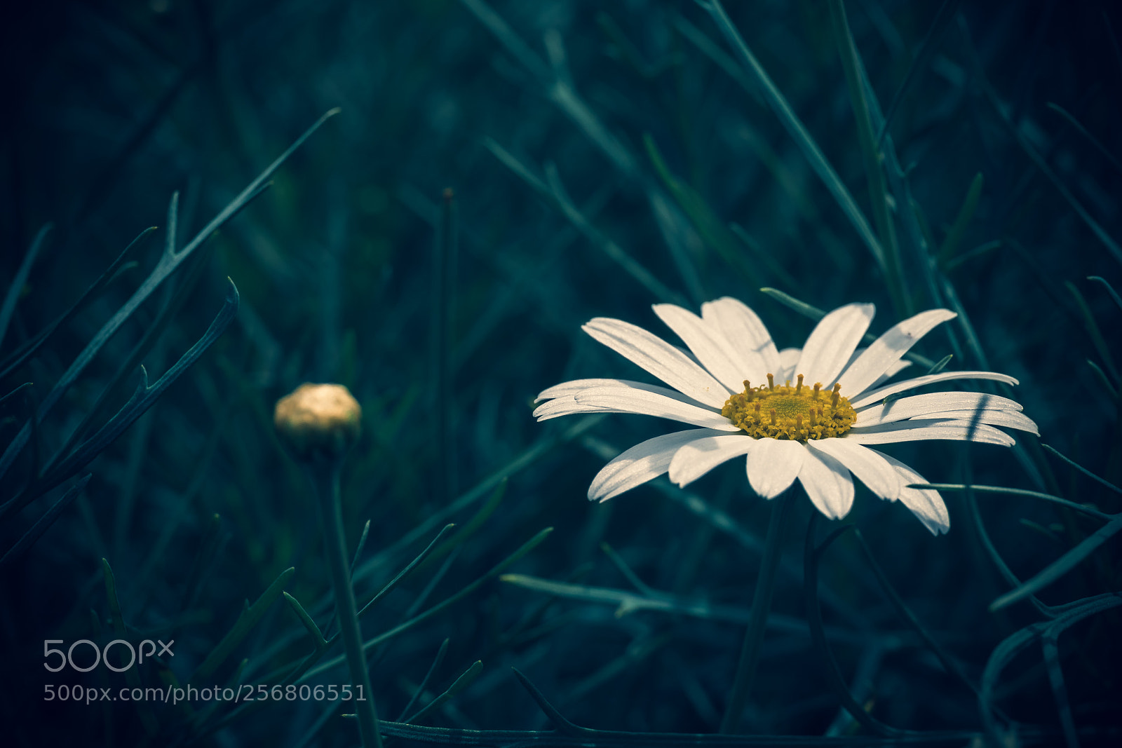 Canon EOS 760D (EOS Rebel T6s / EOS 8000D) sample photo. Margarita photography