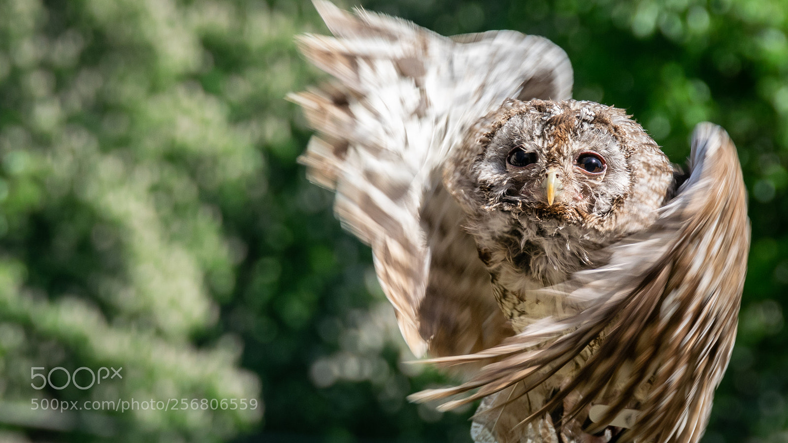 Nikon D3300 sample photo. Flying owl photography
