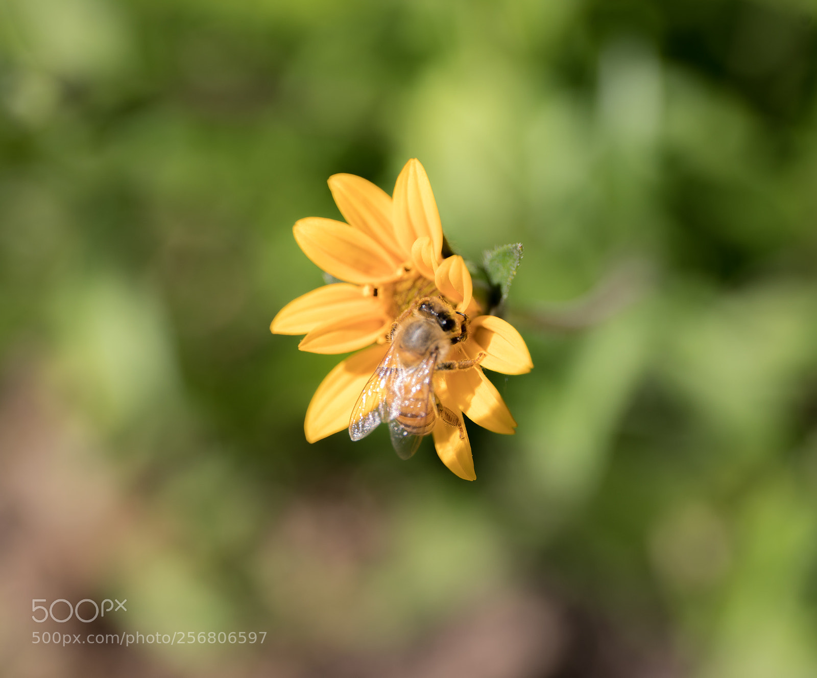 Canon EOS 5D Mark IV sample photo. Bee-sy at work photography