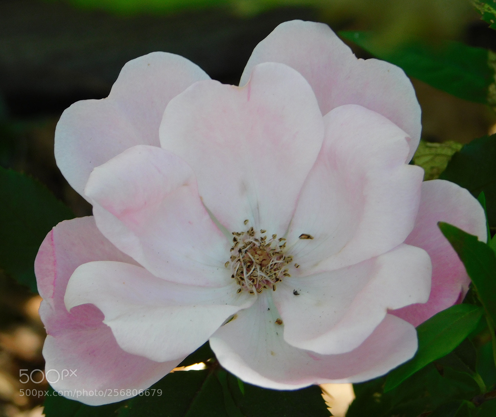 Nikon Coolpix B500 sample photo. Pinkshrubrose photography