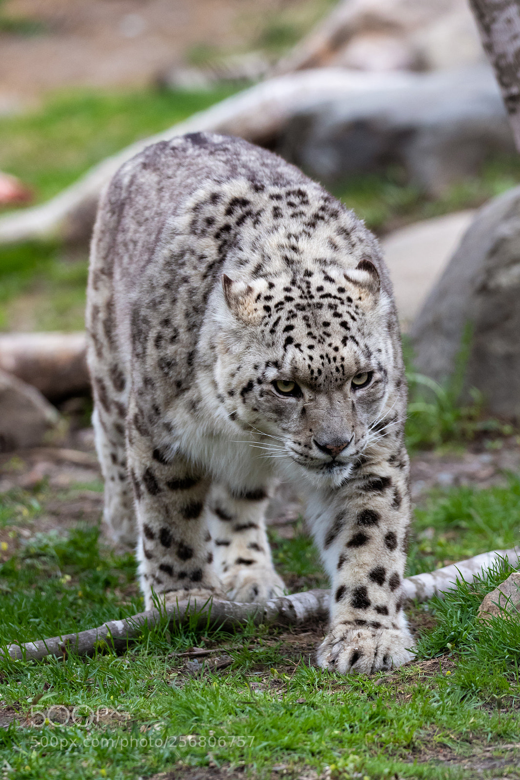 Canon EOS 7D Mark II sample photo. That's one big fluffy photography