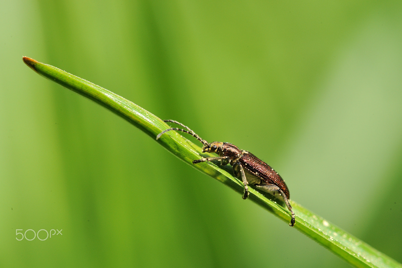 Nikon AF-S Micro-Nikkor 105mm F2.8G IF-ED VR sample photo. Unknown bug photography