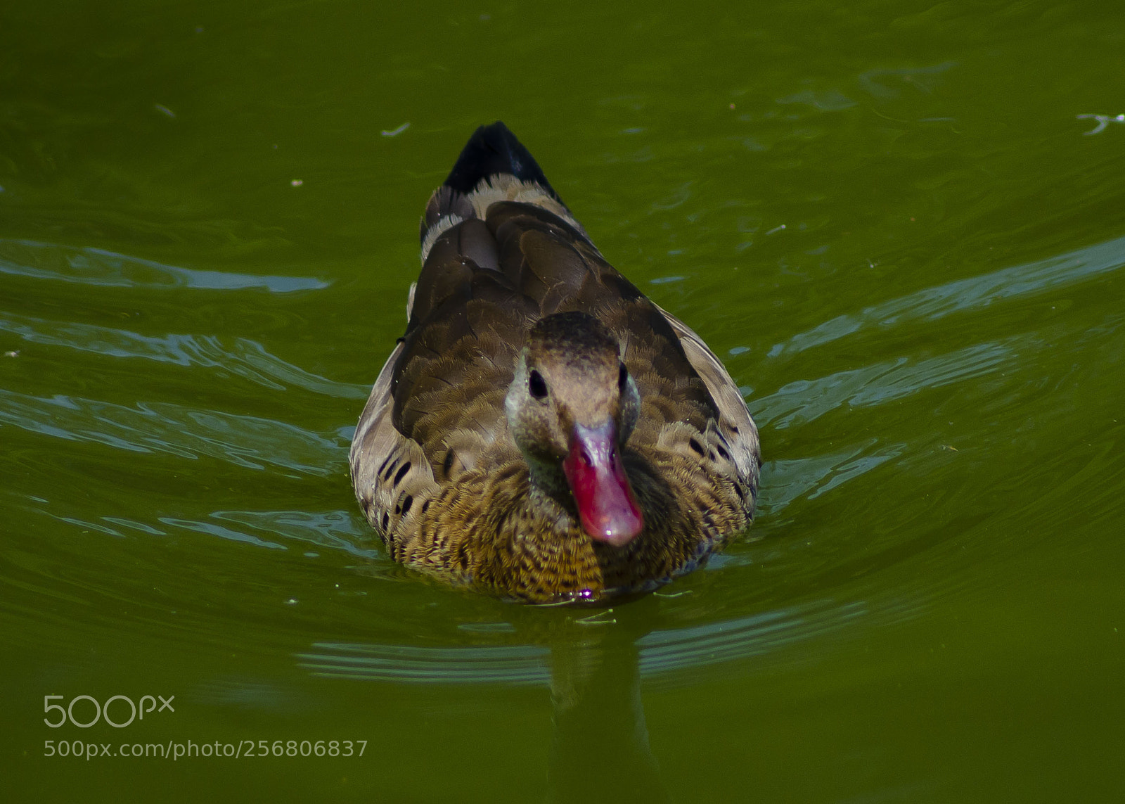 Nikon D5100 sample photo. Pato no lago photography