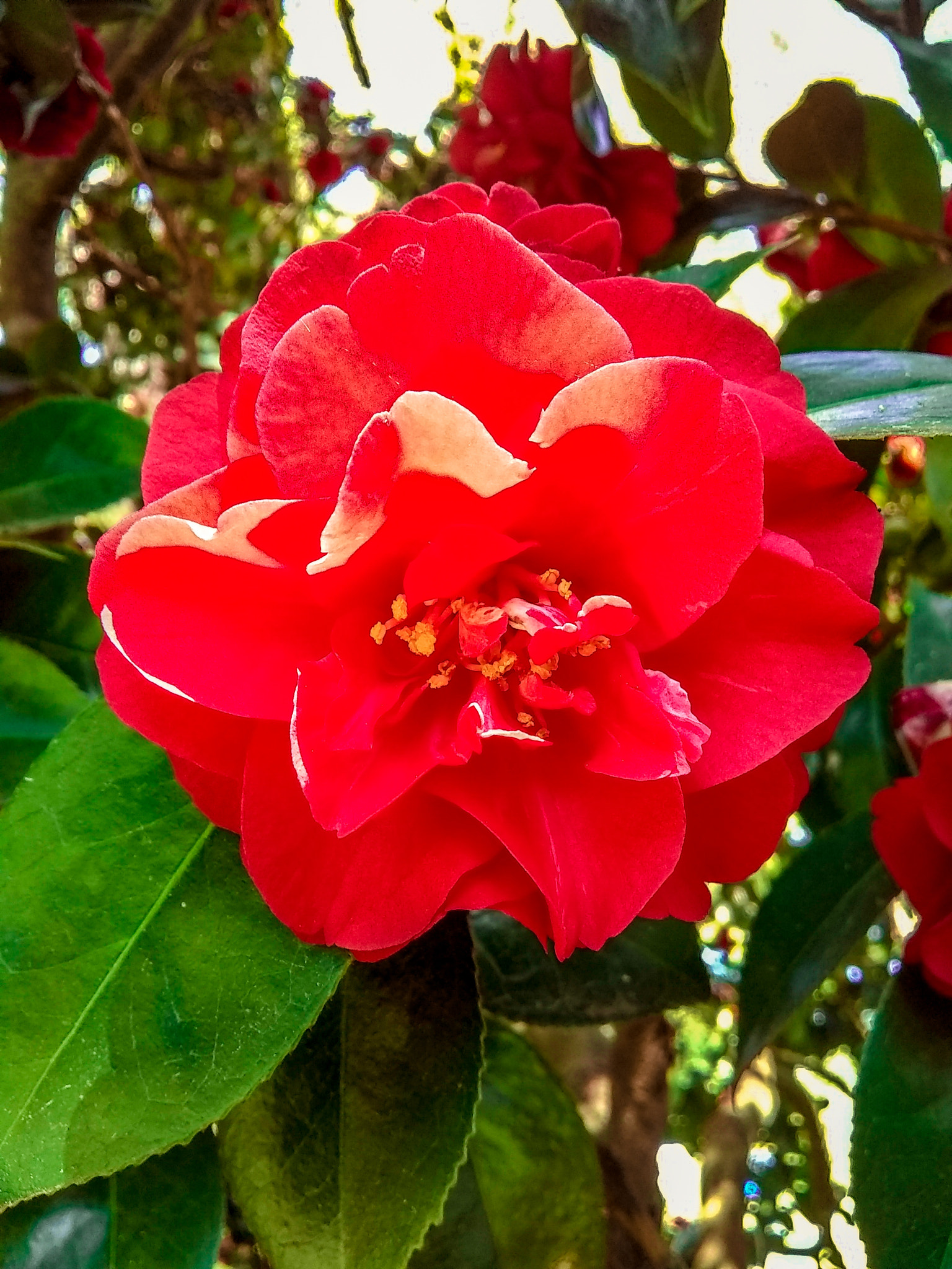 Motorola Moto E4 sample photo