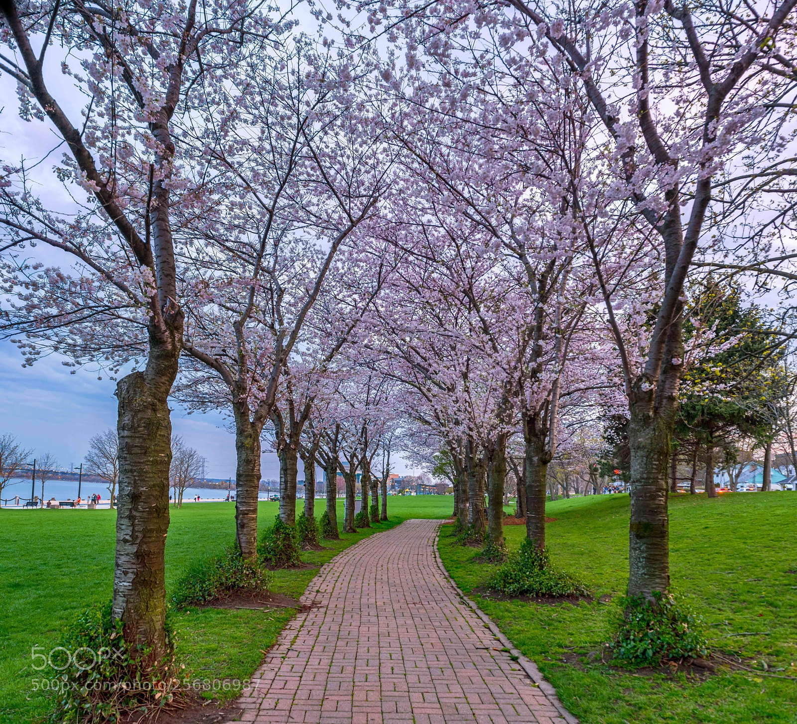 Nikon D810 sample photo. My season photography