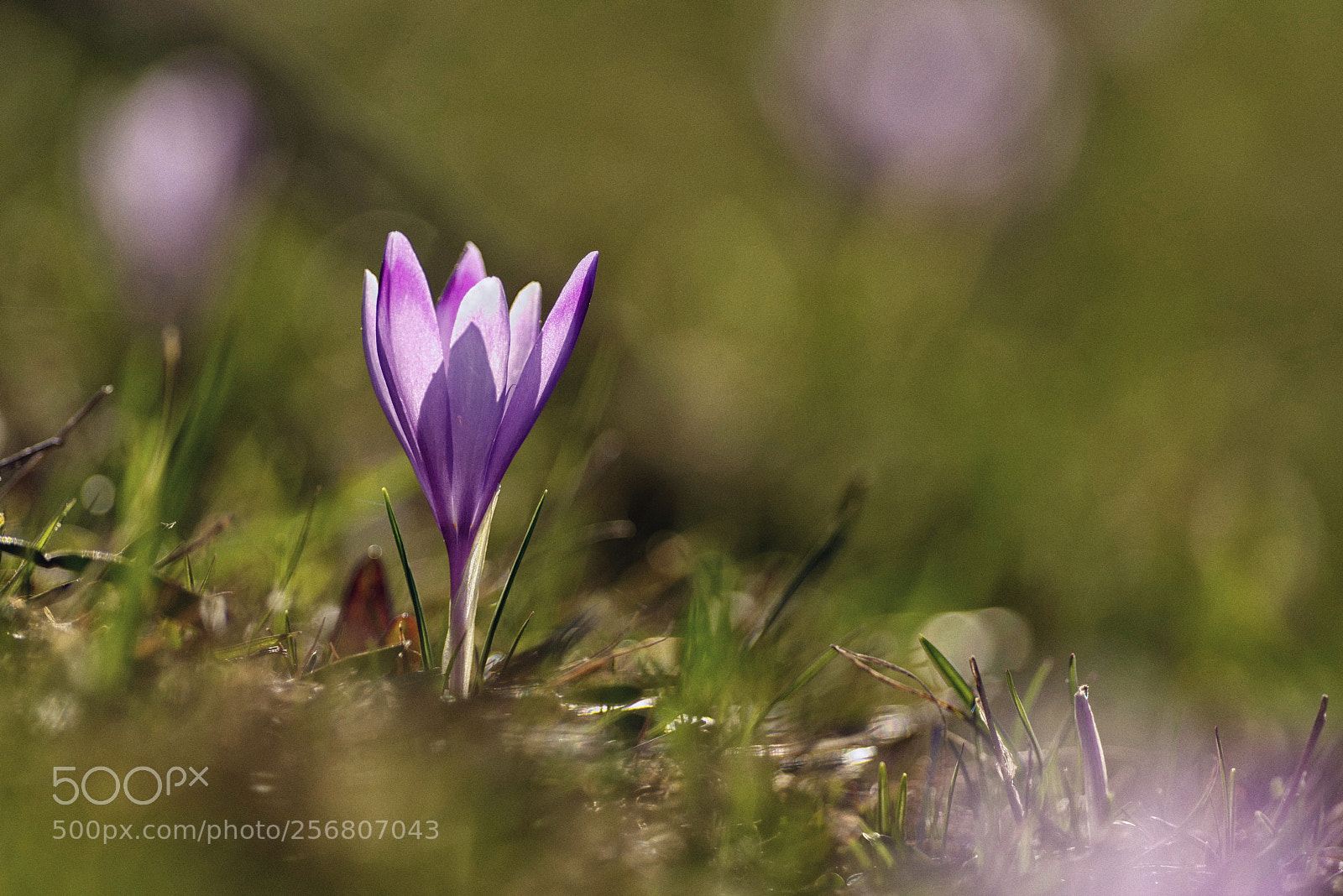 Pentax K-1 sample photo. Saffron photography