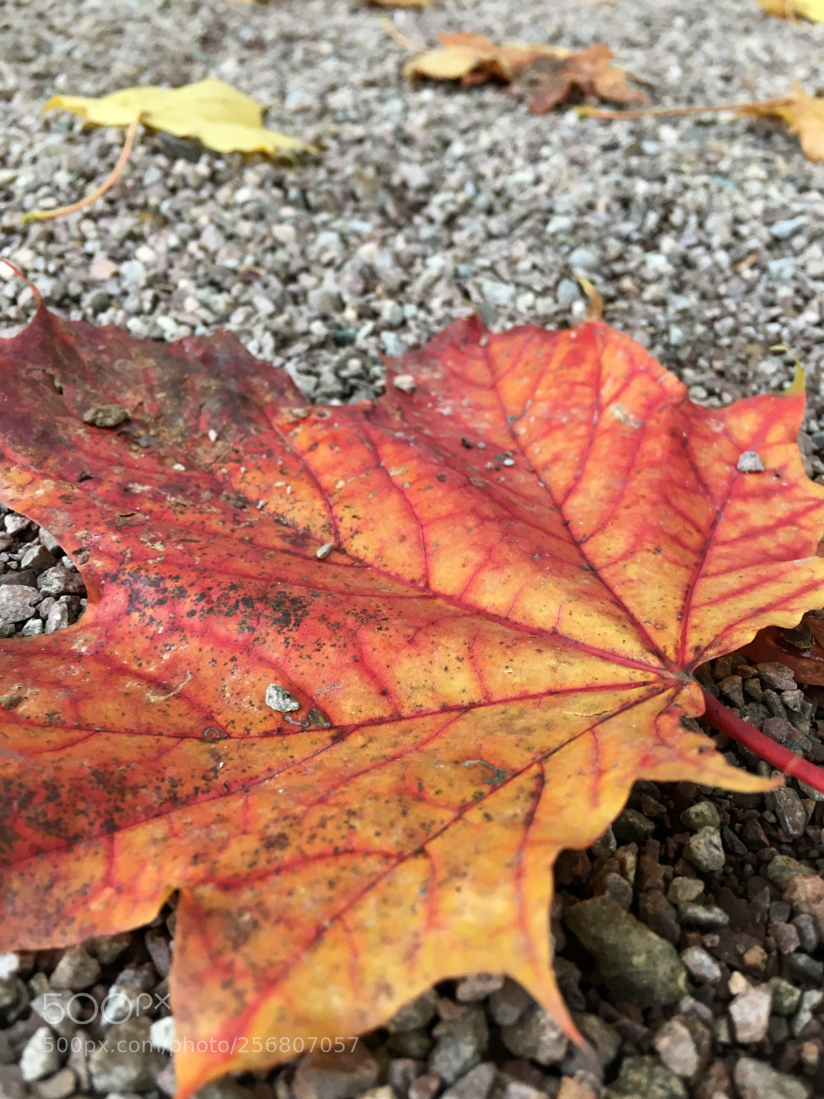 Apple iPhone 6s sample photo. Leaves 
 photography