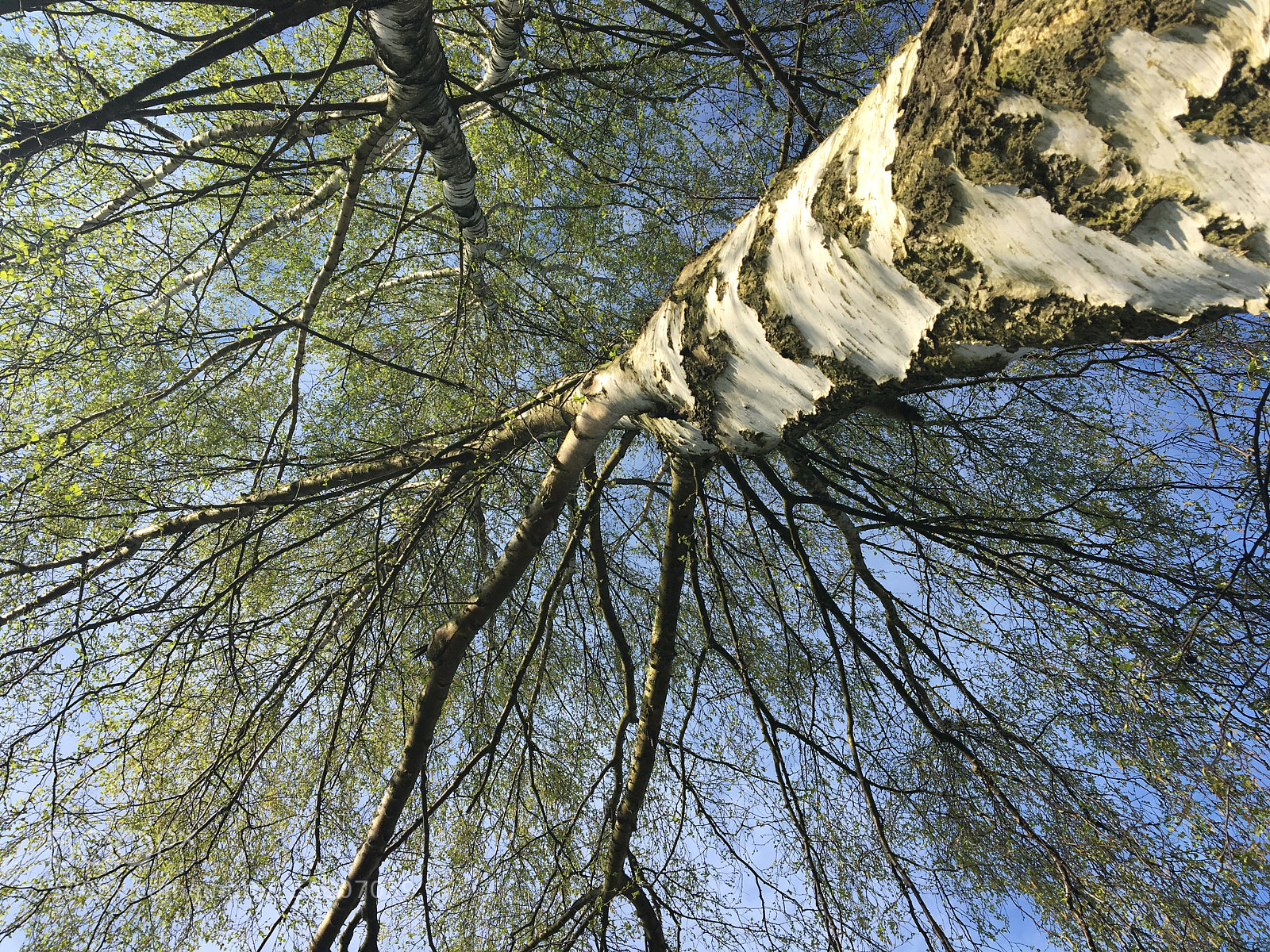 Apple iPhone 6s sample photo. Frühlings-birke photography